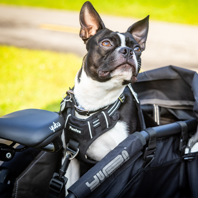 Panier porte-chien vélo cargo Yuba WoofTop - Cyclable