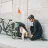 Remorque vélo chien Thule Bexey M arrière