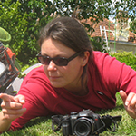 Lilie
