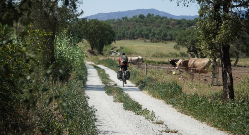 Un voyageur à vélo en gravel sur un chemin blanc qui traverse la campagne sous le regard des vaches. 